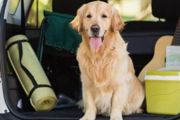 Dogs In Hot Cars