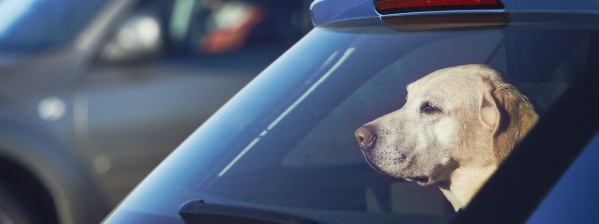 dogs in parked cars
