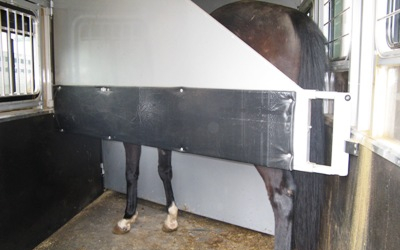 horse in a horse trailer