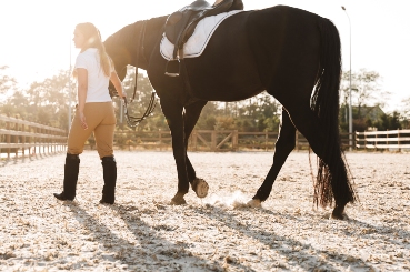 Towing A Horse Trailer