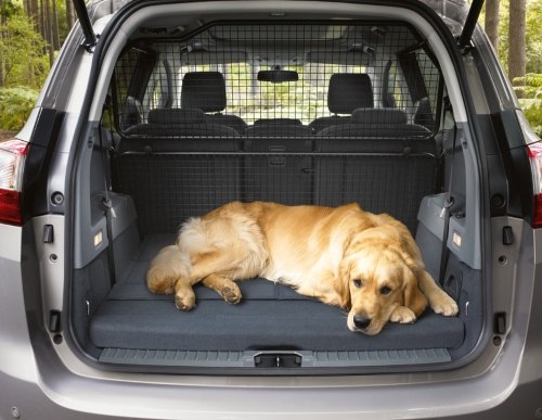 dog car travel 