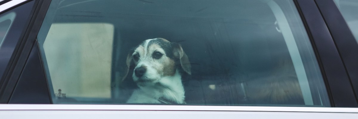 dog car travel