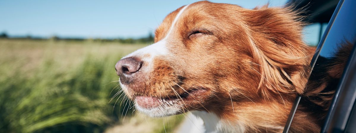 dog travelling with head out of car window