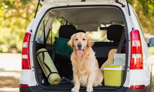 dog friendly cars