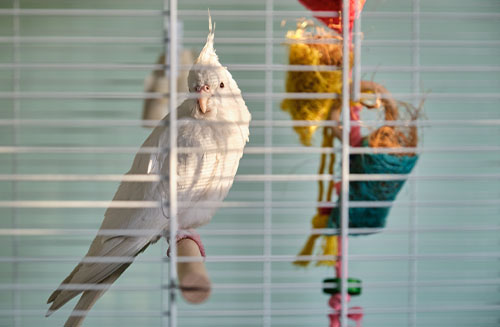 Bird in Cage