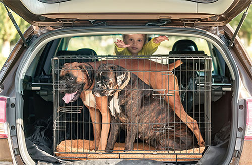 Dogs in Crate