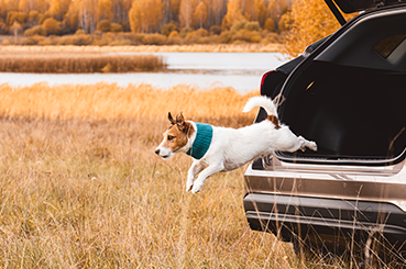 The Ultimate Guide to the Top 10 Dog-Friendly Days Out in the UK