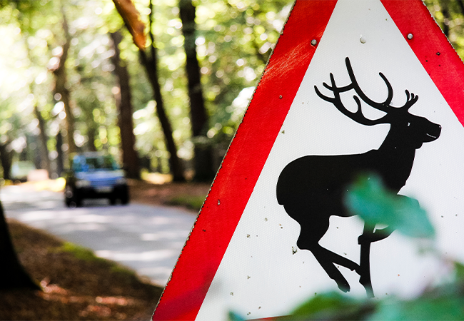 Country Road Signs, Wild Animals