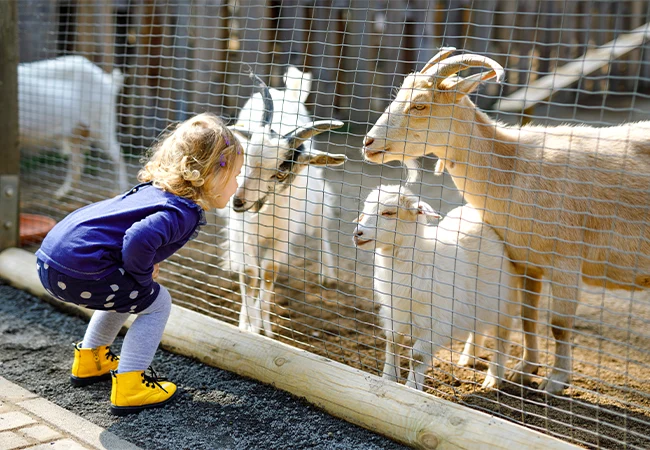A young toddler girl in bright yellow boots looking at friendly goats through a wire fence at a UK children's farm