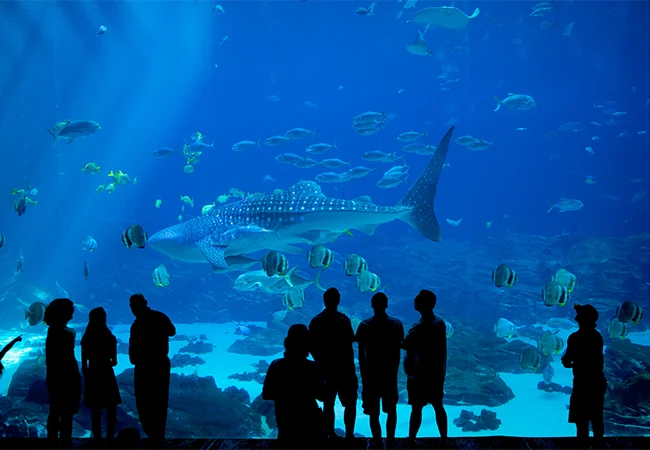 Silhouettes of visitors watching a massive whale shark and marine life inside a large, deep blue public aquarium.